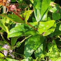Foxglove Beardtongue (Penstemon digitalis) Leaves