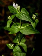 Stiff Gentian; Agueweed (Gentianella quinquefolia)