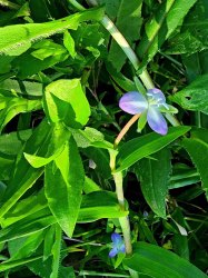 Marsh Dewflower (Murdannia keisak*) Bloom
