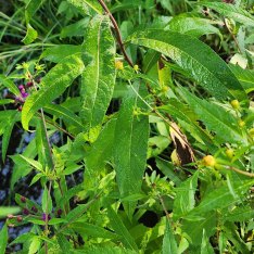 New York Ironweed (Vernonia noveboracensis) Leaves