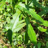 Pilewort (Erechtites hieraciifolius) Leaves