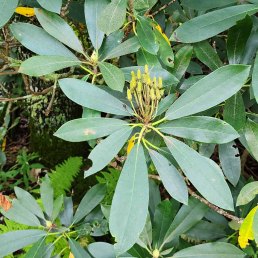 Rosebay; Great Laurel (Rhododendron maximum)