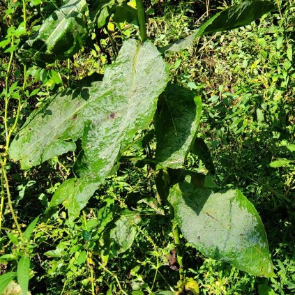 Wild Lettuce (Lactuca canadensis) Leaves