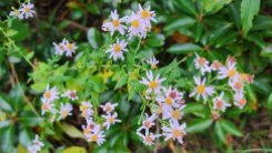 Wavy-leaved Aster (Symphyotrichum undulatum) Blooms