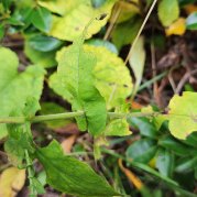 Wavy-leaved Aster (Symphyotrichum undulatum) Leaves