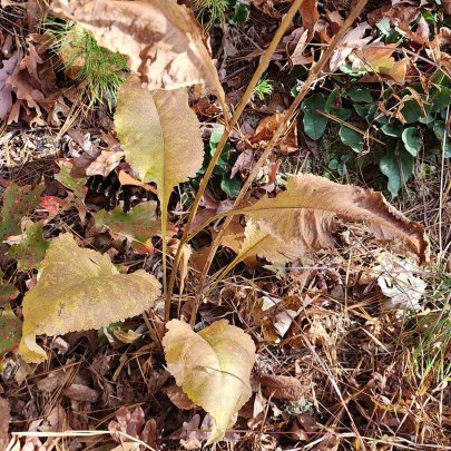 Wild Quinine; American Feverfew (Parthenium integrifolium)
