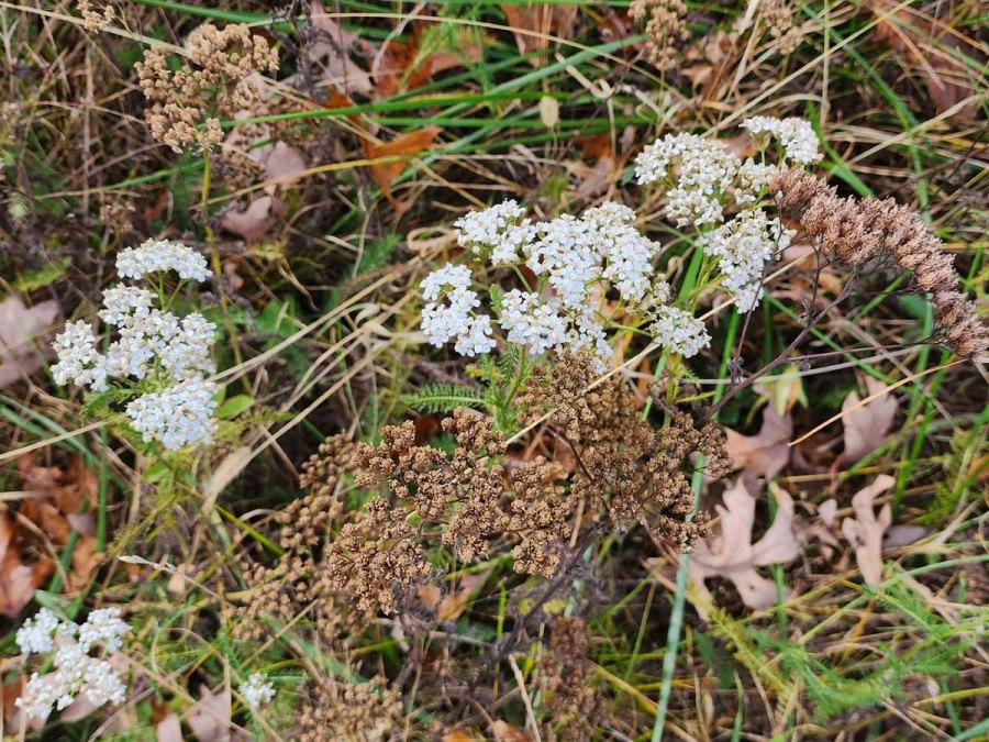 Yarrow (Achillea millefolium) | Western Carolina Botanical Club