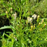 Pilewort; Fireweed (Erechtites hieraciifolius)