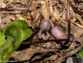 Little Brown Jugs (Hexastylis arifolia)