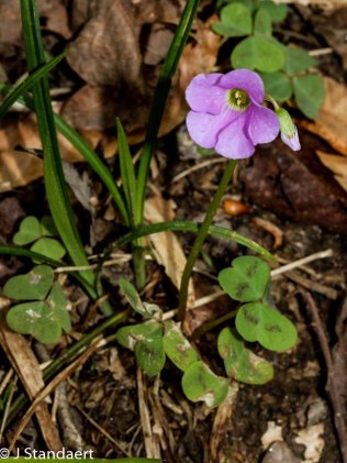 Violet Wood Sorrel (Oxalis violacea)