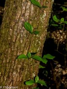 Woodvamp; Climbing Hydrangea (Decumaria barbara)
