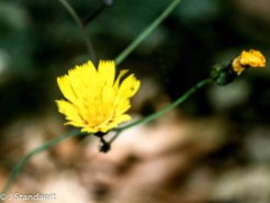Maryland Hawkweed (Hieracium marianum)