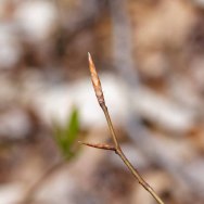 American Beech (Fagus grandifolia) Bud