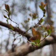 Sparkleberry; Farkleberry (Vaccinium arboreum) Leaves