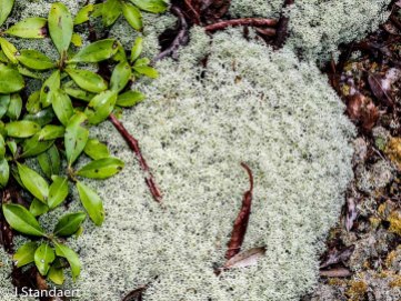 Reindeer Lichen (Cladonia rangiferina)