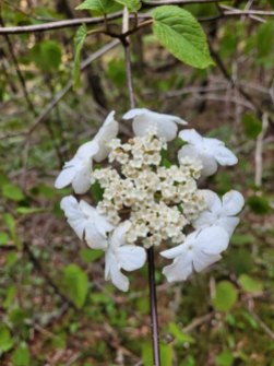 Hobble Bush (Viburnum lantanoides)