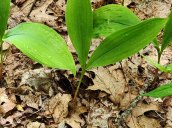 Wild Lily-of-the-Valley (Convallaria majalis var. montana) Plant
